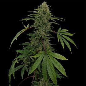 barney's farm critical rapido