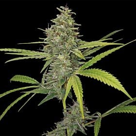 barney's farm g13 haze