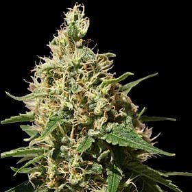 barney's farm peppermint kush