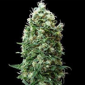 barney's farm phatt fruity