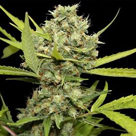 barney's farm pineapple chunk