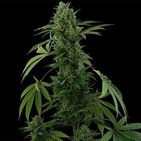barney's farm pineapple express