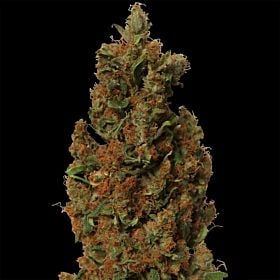 barney's farm red diesel