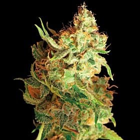 barney's farm red dragon
