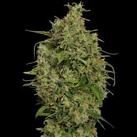 barney's farm sweet tooth