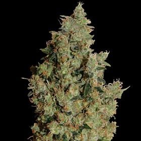 barney's tangerine dream