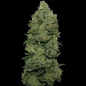 barney's farm top dawg