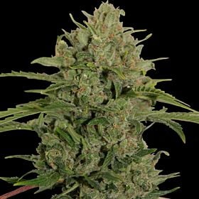 barney's farm triple cheese