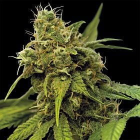 barney's farm utopia haze