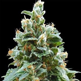 barney's farm vanilla kush