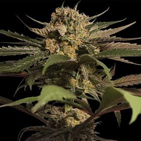 barney's farm violator kush