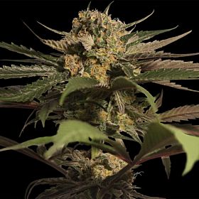 barney's farm violator kush
