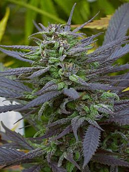 Serious Seeds - Biddy Early Regular 