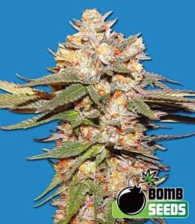 Bomb Seeds Big Bomb Auto Feminized 