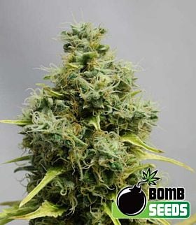 BOMB Seeds Big Bomb Feminized 