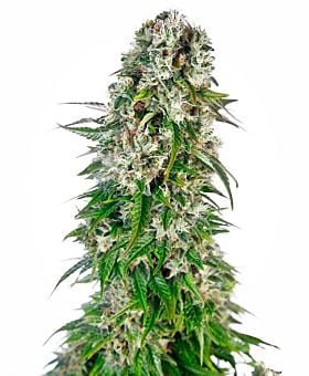 Sensi Seeds Big Bud Auto Fem