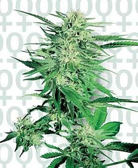 Sensi Seeds Big Bud Feminised