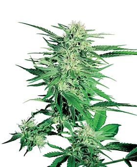 Sensi Seeds - Big Bud