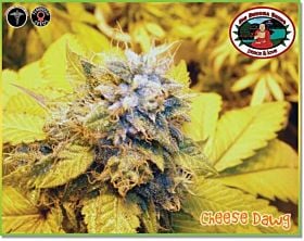 Big Buddha Cheese Dawg Feminised