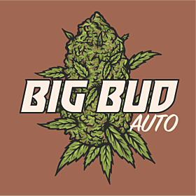 big bud autoflower seeds