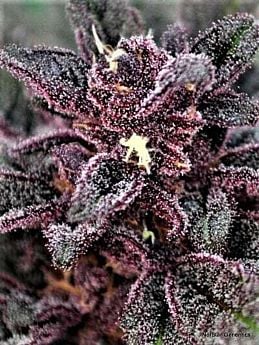 Norstar Genetics Big City Lights Reg