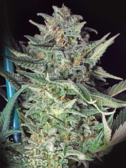 LaPlata Labs Seeds Big Skunk Regular