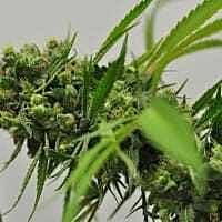 reeferman big sur holy weed