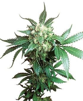 Sensi Seeds - Black Domina