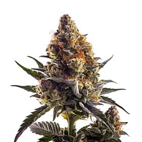 Black Truffle Feminized - Sauce
