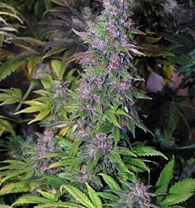 apothecary genetics black and blueberry