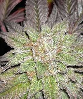 apothecary Blackberry