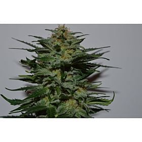 Lineage Genetics Blackberry Auto Fem 