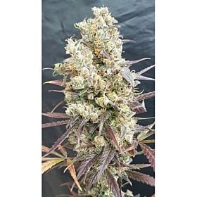 Lineage Genetics Black Devils OG Fem