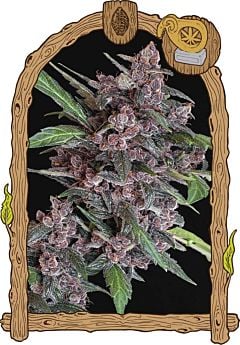 exotic seed black lemon auto