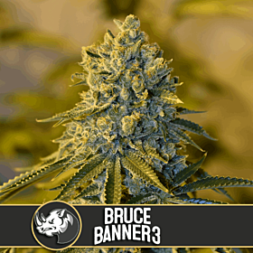 BlimBurn Bruce Banner #3 Fem