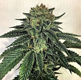 Mosca Seeds Blotto OGK Fem 