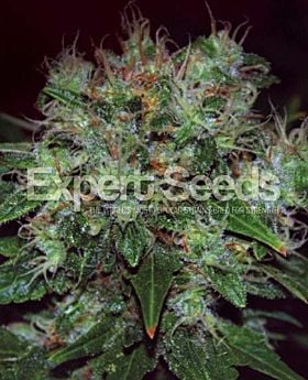 Expert Seeds Blue Funk Auto Fem