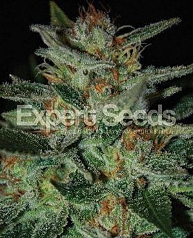 Expert Seeds Blue Funk Fem