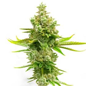 Blue Princess Fast Version Cannabis Seeds - Homegrown Cannabis Co.