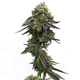 Blue Quartz Feminized Cannabis Seeds
