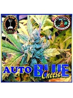 Big Buddha Blue Cheese AUTO Feminised