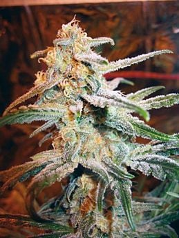 Royal Queen Seeds Blue Mistic Feminised