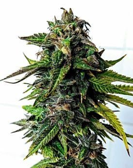 Holy Smoke Seeds Blue Strawberries Fem