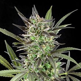 g13 blue venom