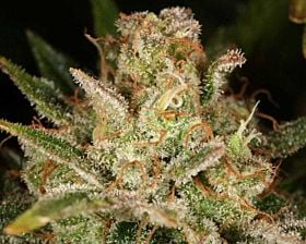 reeferman blueberry blast