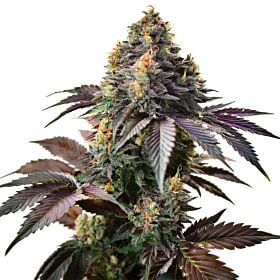 Blueberry Kush Feminized - Sauce