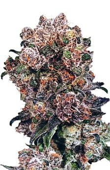 dutch passion blueberry