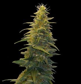 g13 blueberry gum #2