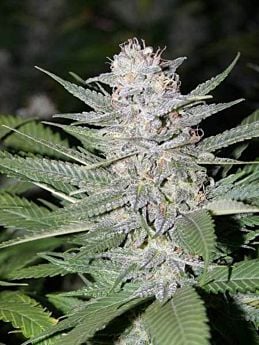 bodhi blueberry hashplant