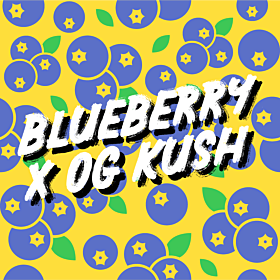 Blueberry x OG Kush Feminized